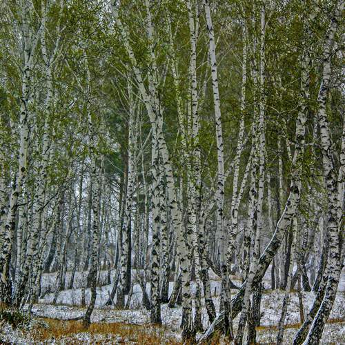 Photo #13606985