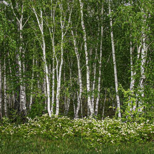Photo #13607009
