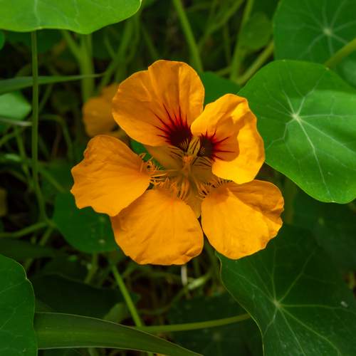 Macro photograph of an orange nasturtium flower among green leaves