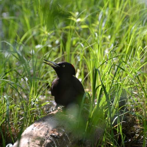 Photo #13607540