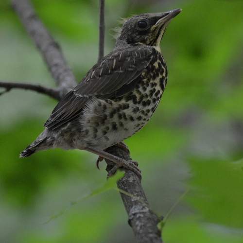 Photo #13607593