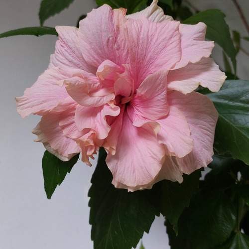A rosa da China