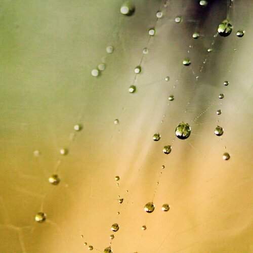Dewdrop Symphony