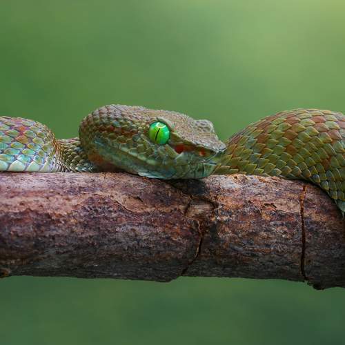 Trimeresurus truongsonensis