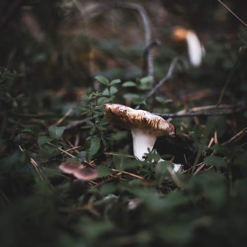Photo #13608129