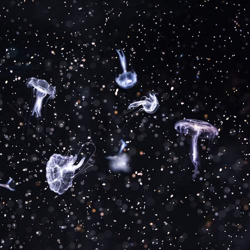 Jellyfish