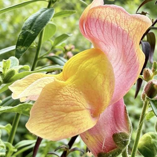 My Lovely Snapdragon