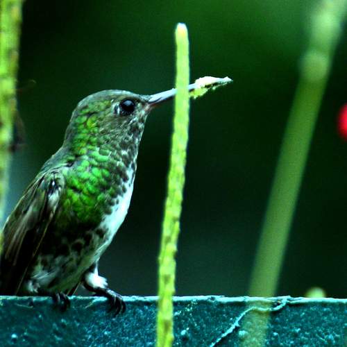 COLIBRÌ VERDE ESMERALDA