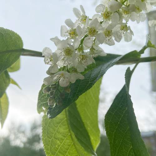 Photo #13608614