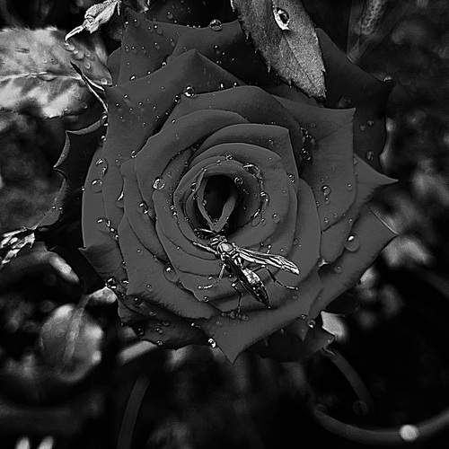 Photo #13608627