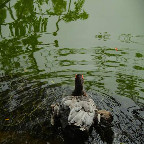 Photo #13608636
