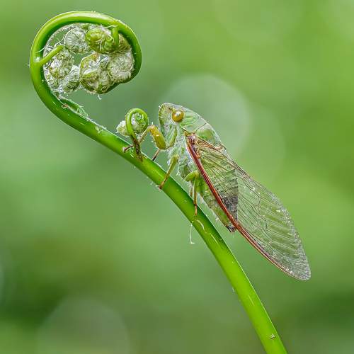The Cicada\'s Rest