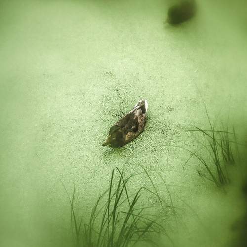 Photo #13608676