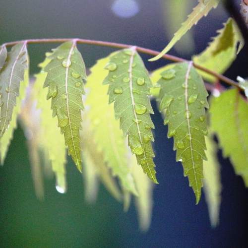 ID: Just After Rain
