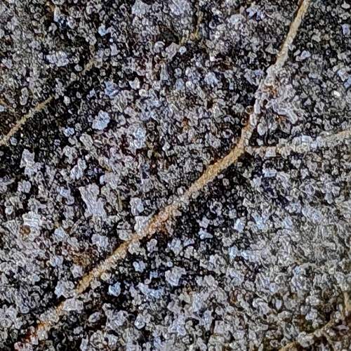 Photo #13608839