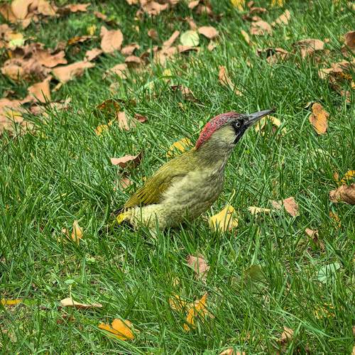 Photo #13609083