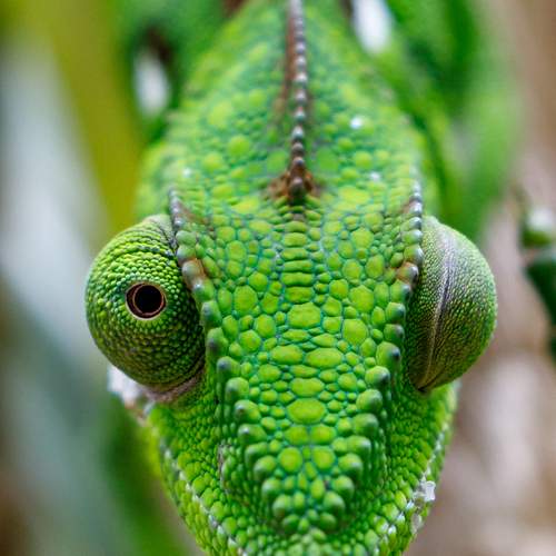 Photo #13609094
