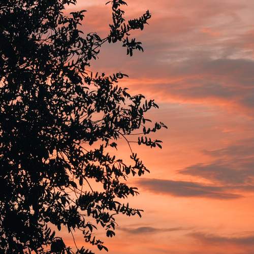 Photo #13609145