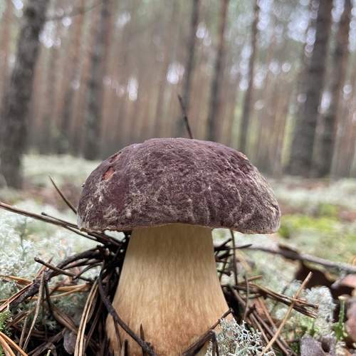 Photo #13609177