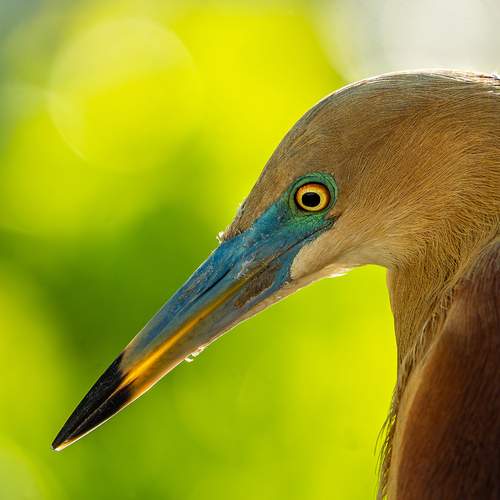 Photo #13609889