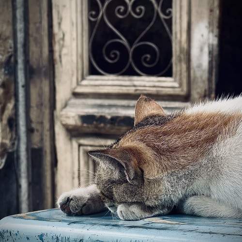 Photo #13610038