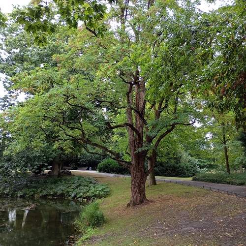 Centuries-old tree.