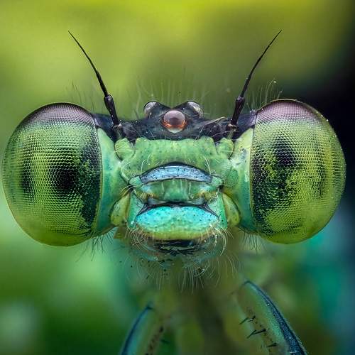 Damselfly