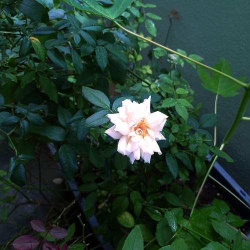 Photo #13610347