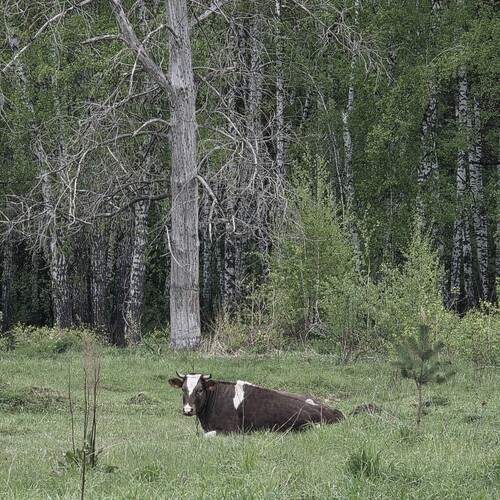 Photo #13610673
