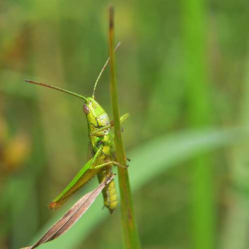 Photo #13610701