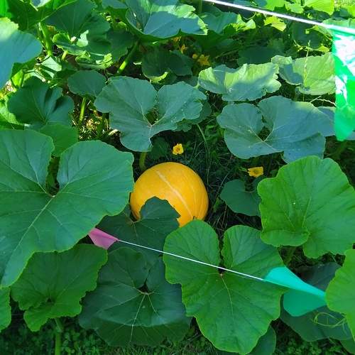 Photo #13610831