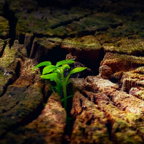 Hope Between the Cracks