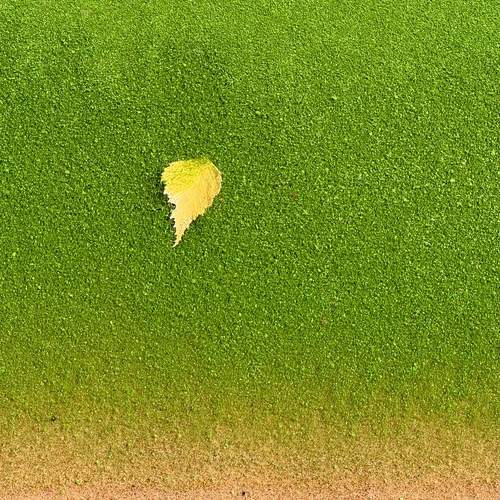 Photo #13611207