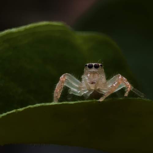 Guardian of the Green