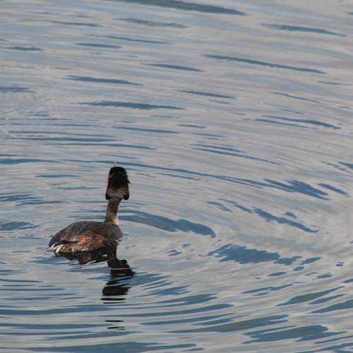 Photo #13611251