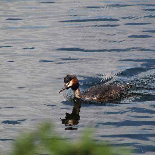 Photo #13611261