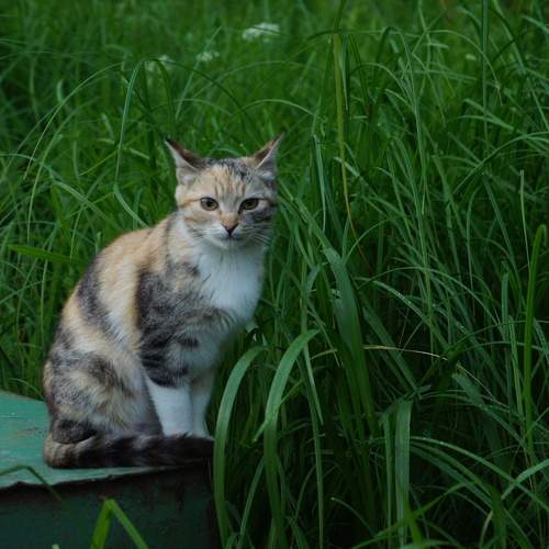 Photo #13611656