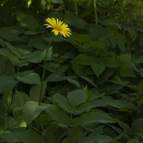 Photo #13612401