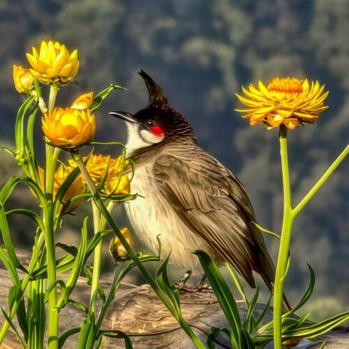 Crowned by Nature, Framed by Light.