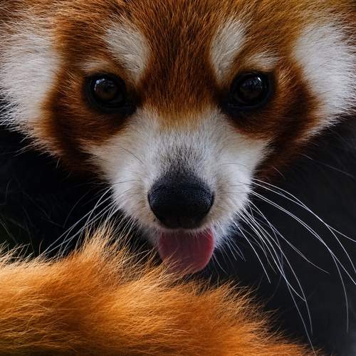 Photo #13612846
