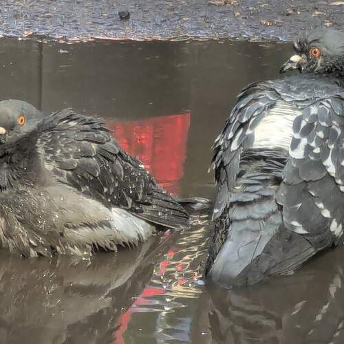 Photo #13612853