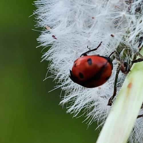 Photo #13613384