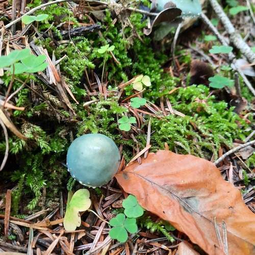 Photo #13613615