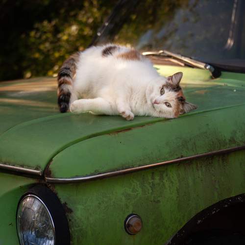 Photo #13613777
