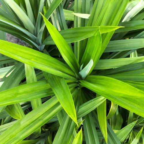 Pandan Foliage