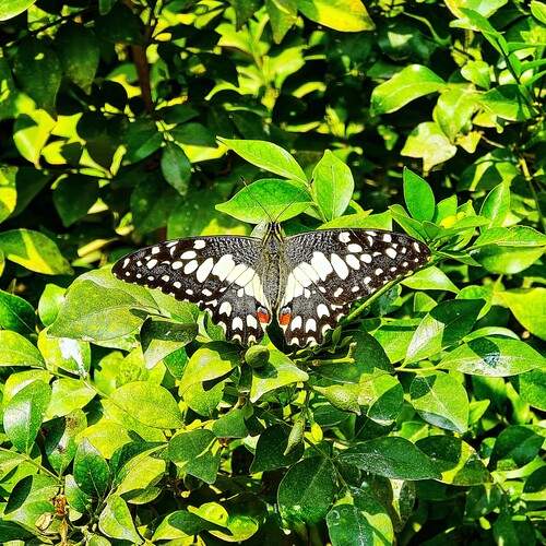 Photo #13613996