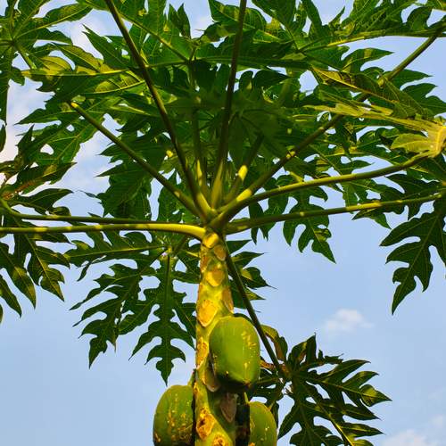 Canopy of Life