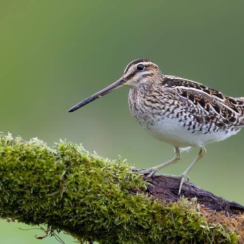 Marsh Wanderer