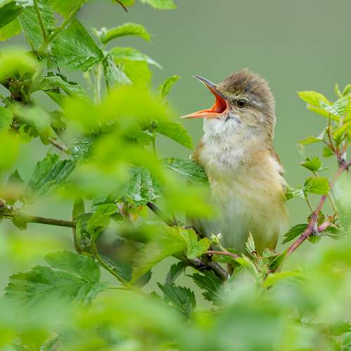 Voice of the Reeds