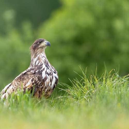 Guardian of the Meadow